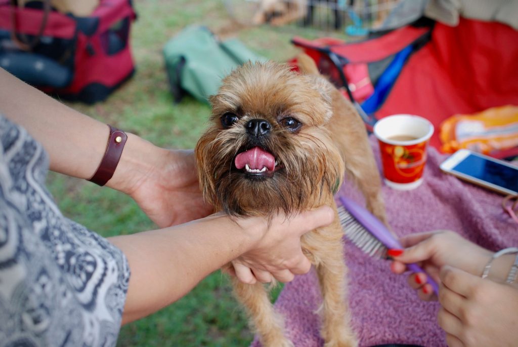 As pet owners are being more health-conscious about a specific type of food for pet's consumption, you can consider selling homemade food for them