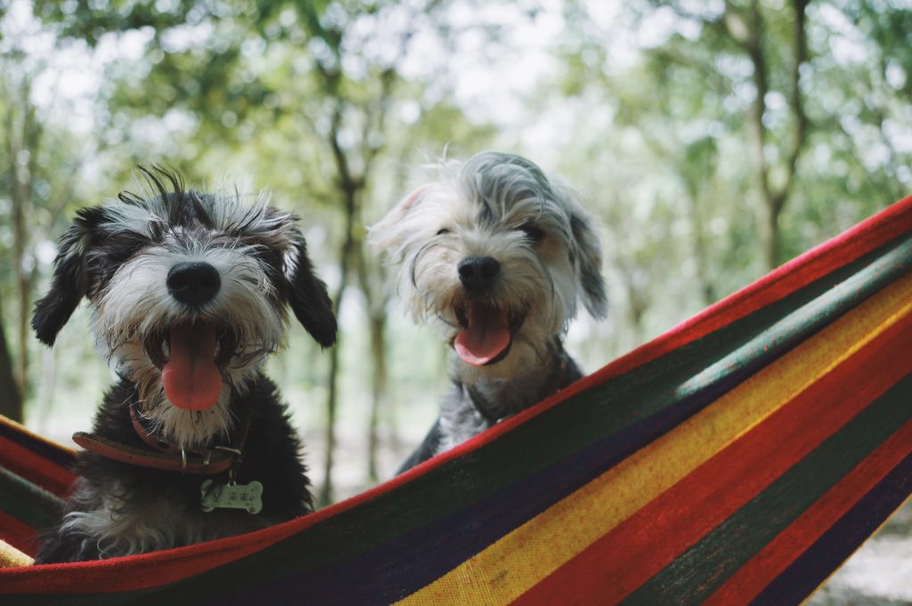 Functional pet necessities are one the most profitable and promising ideas that you can turn into reality right away thanks to constantly high demand of customers