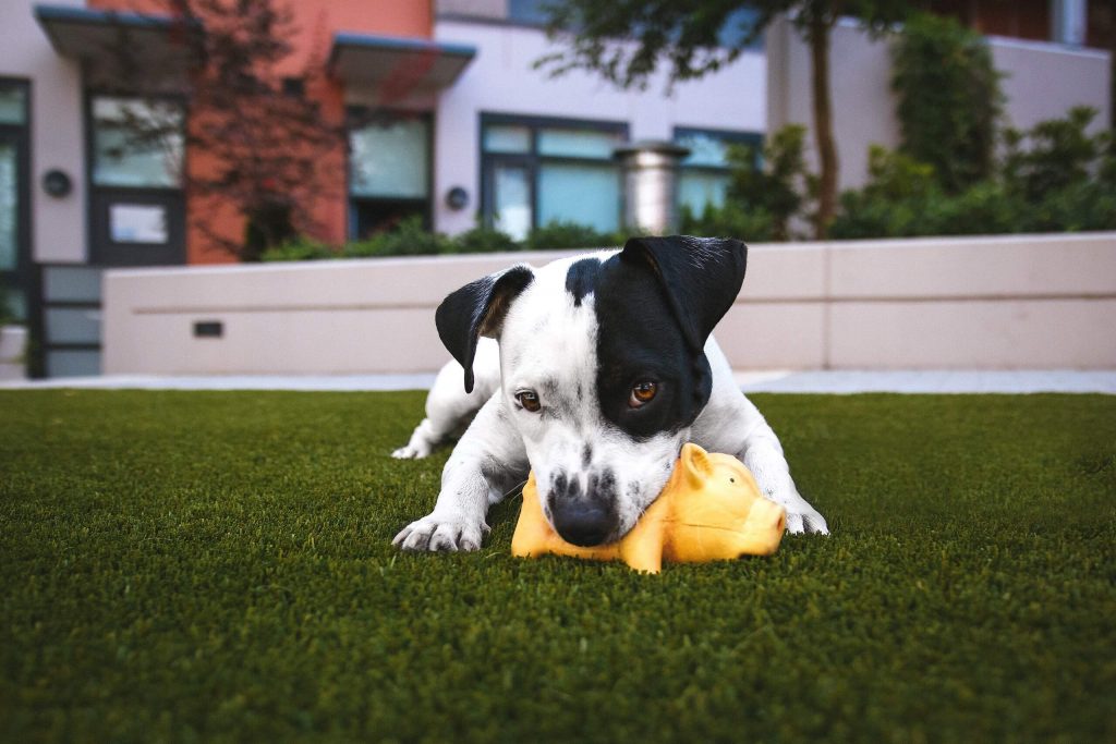 The constant rate of pet adoption makes pet beds and pet products, in general, a trending items in recent years.